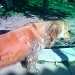 un chien visiteur, golden retiever, bain de boue
