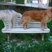 Un husky ( à gauche) et un golden retriever (à droite), debout sur un banc blanc. Une grande quantité de mue d'un autre husky est visible sur l'herbe verte.