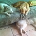 Un Husky sibérien et un Golden Retriever sont allongés sur un canapé, un deuxième Husky sibérien est allongé sur le sol. L'atmosphère est paisible et relaxante.