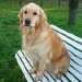 un chien visiteur, golden retiever, sur un banc
