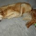 Mes deux chiens visiteurs, un Golden Retriever ( à gauche) et un Cavalier King Charles Spaniel (à droite), allongés sur le canapé, l'un à côté de l'autre. 