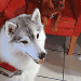 En visite mes deux chiens visiteurs, un husky de couleur gris et blanc, assis au premier plan, et un Cavalier King Charles Spaniel assis sur un fauteuil rouge.