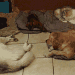 cinq chiens visiteurs en train de se reposer après une longue journée dorment sur des coussins au sol. Un Golden, 2 Husky, 1 cavalier king Charles et un croisé