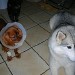Trois chiens visiteurs, 1 husky, 1 croisé et 1 chien cavalier King Charles, de couleur fauve, qui porte une collerettes et un bandage sur la patte avant gauche.