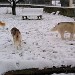 Trois chiens visiteurs, deux husky et un golden retriever, qui se promènent calmement dans une cour enneigée. A l'arrière-plan une clôture et quelques arbres. 