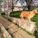 Trois de mes chiens visiteurs, Mousse un golden retriever, Oki et Pomme deux huskies, gris argenté et blanc,  se tiennent debout sur des murets dans un jardin