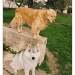 Deux de mes chiens visiteurs, un golden retriever se tenant debout sur un muret dans un jardin, le husky, gris argenté et blanc, est assis au pied du muret.