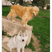 un Golden Retriever sur un mur