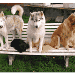Quatre de mes chiens visiteurs. Deux huskies, un golden retriever  et un croisé yorkshire x chihuahua sont assis sur une banquette, faisant face au photographe.