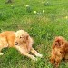 deux de mes chiens visiteurs, un golden retriever, couché, et un Cavalier King Charles Spaniel, assis, dans une pelouse fleurie avec des jonquilles jaunes.