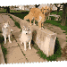 3 chiens sur une rampe d'accès