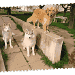 4 chiens visiteurs, 1 Golden debout sur le mur qui borde la terrasse, 2 Huskies et 1 cavalier king Charles. L'arrière-plan est composé d'herbe et d'arbres.