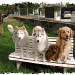Quatre chiens sur un banc