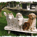 Quatre chiens visiteurs, un golden retriever, deux husky, un cavalier king Charles sur un banc dans un jardin, avec une pelouse une clôture est en arrière-plan.