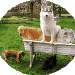 Mes cinq chiens visiteurs, un golden retriever, deux husky sibérien, un cavalier king Charles et un croisé, sont debout sur un banc ou au sol dans un jardin.