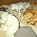 3 chiens et un chat sur des coussins