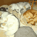 La chatte Lune, bientôt 18 ans, passe la nuit avec ses copines, Mousse une golden retriever, Oki et Pomme deux huskies, couchés tranquillement sur des coussins