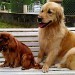 Deux de mes chiens visiteurs, un Cavalier King Charles (à gauche) et un Golden Retriever (à droite) sur un banc. L'atmosphère de l'image est calme et paisible.