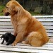 Deux de mes chiens visiteurs, une femelle Golden retriever et une croisée Chihuahua sur un banc. La golden est assis à l'arrière et la petite est assis devant