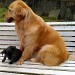 une femelle Golden retriever et une croisée Chihuahua sur un banc