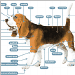anatomie exterieure du chien.