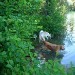 Plusieurs chiens, dont un golden retriever et un chien de type husky, sont près d'un plan d'eau.  Les chiens sont sur le bord d'un étang, entourés de végétation