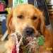 chien visiteur, golden retriever, avec un jouet en corde dans la gueule