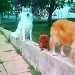 4 chiens visiteurs qui posent  sur une rampe d'accès et son muret