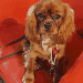 chien visiteur, cavalier king charles, en visite, sur un fauteuil rouge