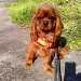 cavalier king charles assis