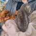 cavalier-king-charles dort avec un chat sur sa maitresse