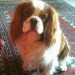 Dickens, Cavalier King Charles, chien-visiteur 2013