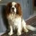 Dickens, Cavalier King Charles,-chien-visiteur 2014