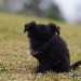 chien visiteur croisée Yorkshire-chihuahua noir, assis