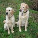 chien visiteur : Fulky et Ugo