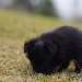 chien visiteur croisée Yorkshire-chihuahua noir, renifle l'herbe
