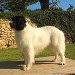 chien-visiteur_Chapka_landseer_1