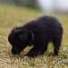 chien visiteur croisée Yorkshire-chihuahua noir, sent de l'herbe