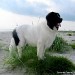 chien_visiteur_Chapka_landseer_2