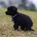 chien visiteur croisée Yorkshire-chihuahua noir, avec un collier bleu de profil