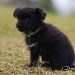 chien visiteur croisée Yorkshire-chihuahua noir, avec un collier bleu assis