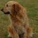 un chien visiteur, golden retriever, assis dans l'herbe qui regarde a droite
