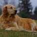 un chien visiteur, golden retriever, couché dans l'herbe qui regarde sur sa gauche