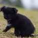 chien visiteur croisée Yorkshire-chihuahua noir, avec un collier bleu une patte en avant