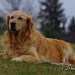 un chien visiteur, golden retriever, couché dans l'herbe de face