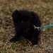 chien visiteur croisée Yorkshire-chihuahua, noir en laisse