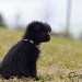 chien visiteur croisée Yorkshire-chihuahua noir, avec un collier bleu,de profil assis dans un pré regarde au loin