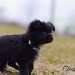 chien visiteur croisée Yorkshire-chihuahua noir, avec un collier bleu,de profil dans un pré regarde au loin