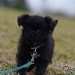 chien visiteur croisée Yorkshire-chihuahua, noir avec une laisse de couleur bleu