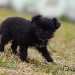 chien visiteur croisée Yorkshire-chihuahua noir, avec un collier bleu, court dans un pré.